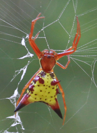 Arrow-shaped Micrathena